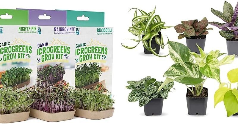 Back to the Roots DIY Microgreen Grow Kit, 6-Grow Variety Pack & Easy to Grow Houseplants (6 Pack), Live House Plants in Plant Containers, Growers Choice Plant Set in Planters