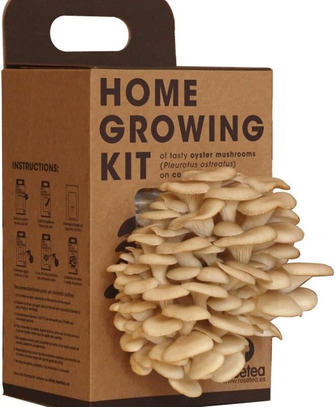 Resetea Self-cultivation set of external mushrooms on recycled coffee sets