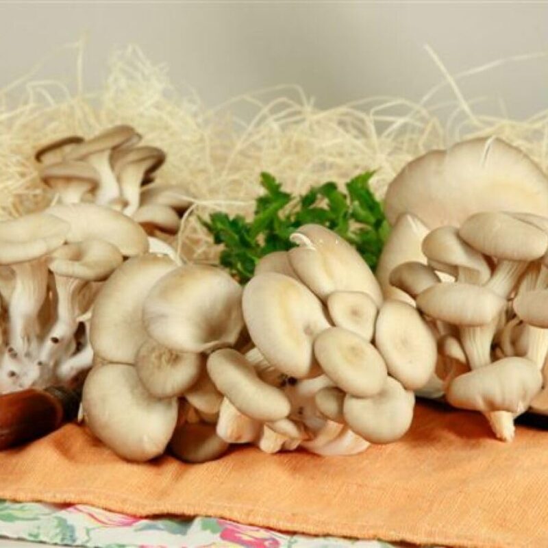 Organic Oyster Mushrooms - Bulk 5 Lb Unit, Premium Oyster Mushrooms for Gourmet Chefs and Culinary Lovers