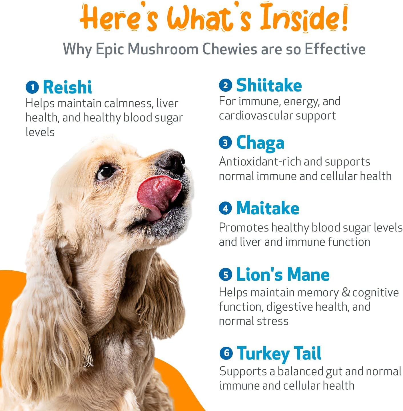 7168oPtfbL._AC_SL1500_.jpg Pet Wellbeing Epic Mushroom Chewies for Dogs - Immune Support, Cognitive Health, Adaptogenic Stress Support with Reishi, Chaga, Lion's Mane Functional Mushrooms - Veterinarian-Formulated 90 Soft Chews - Image 5