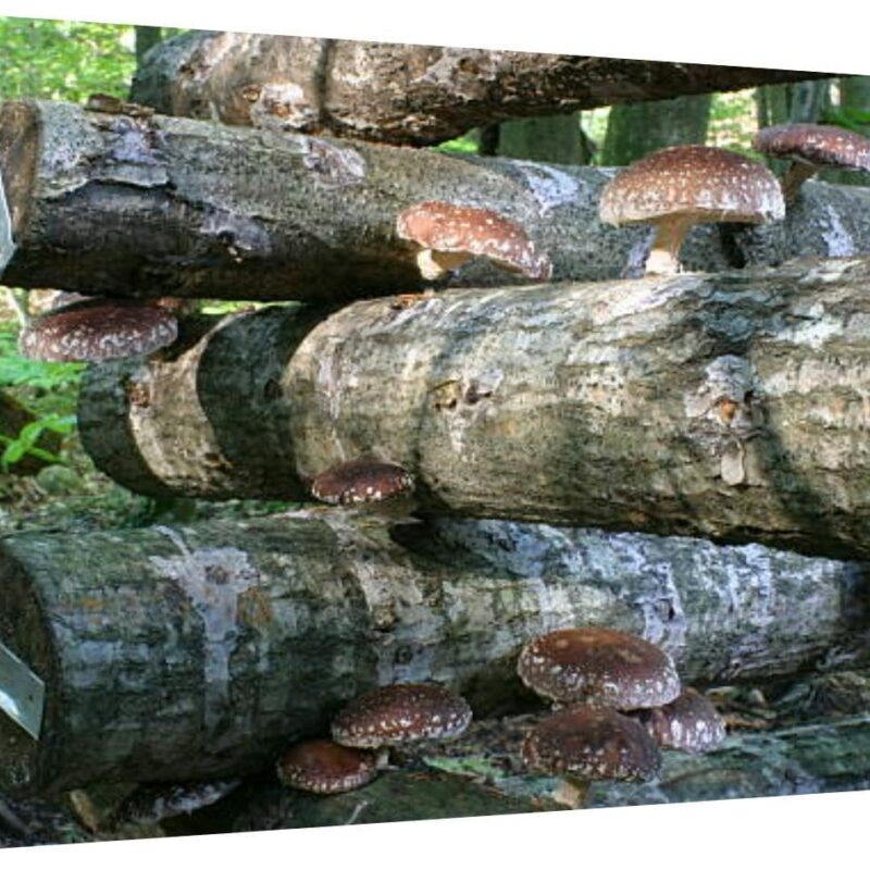 Canvas Wall Art for Living Room Bedroom Shiitake Mushrooms growing oak logs Big Large Wall Art Decor Framed Painting Wall Pictures Prints Artwork Office