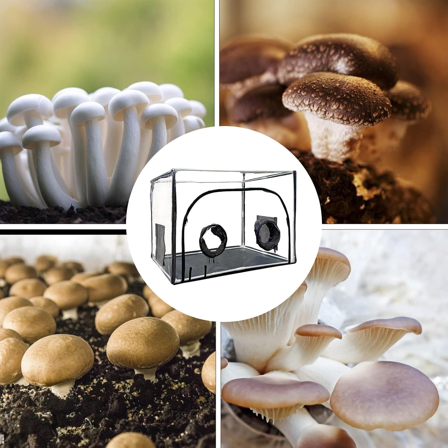 71COEUJsgVL._AC_SL1500_.jpg Mushroom Fruiting Chamber - Portable Mushroom Grow Box - Mycology Still Air Box - Fume Hood - Monotube Kit Mushroom Planting BagTent - High-Visibility Mushroom Grow Bags for Home Scientists - Image 5