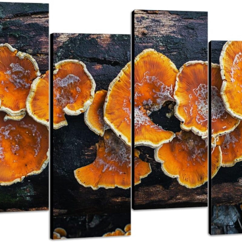 Canvas Wall Art Turkey tail tree fungus rotted fallen tree Photo Prints Realism Stretched & Framed Artworks Modern Wall Decor for Living Room Bedroom Office