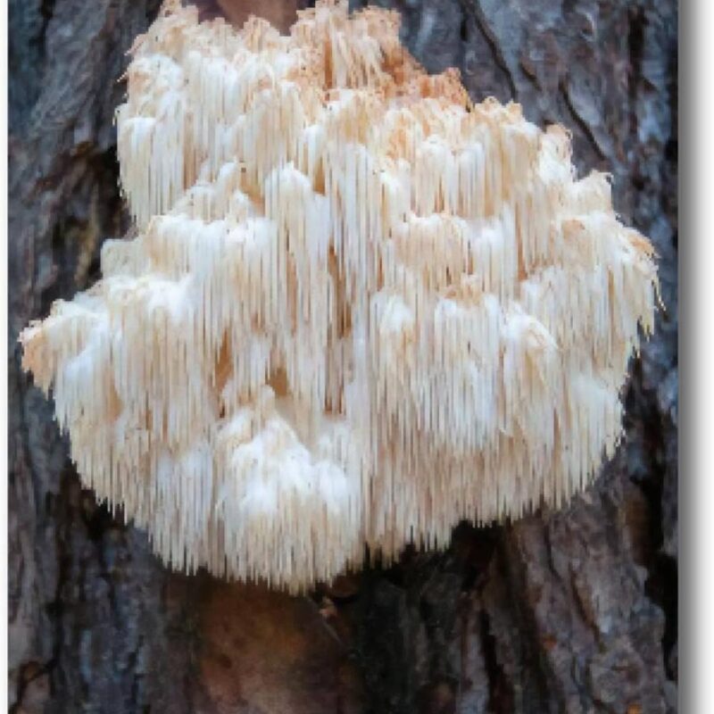 Canvas Wall Art Prints Picture Lions mane mushroom Hericium erinaceus Framed Large Size Artwork Wall Painting Home Decor for Living Room Bedroom Ready to Hang 24"x36"