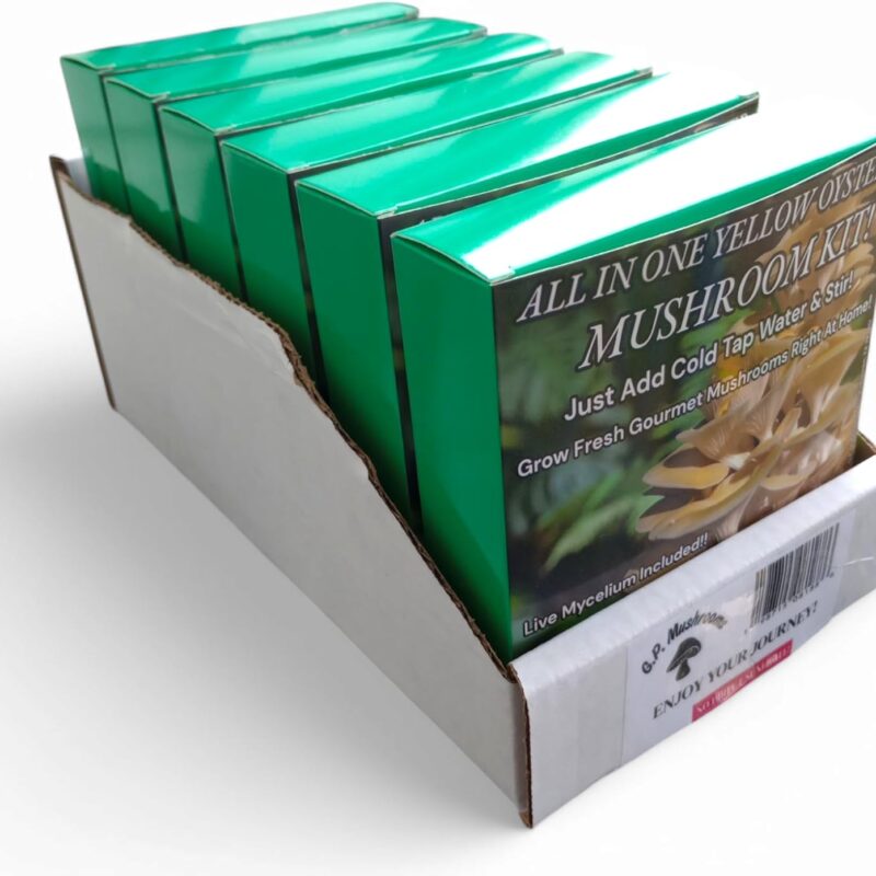 Ten All in One Yellow Oyster Mushroom Kits with Display Box for B2B