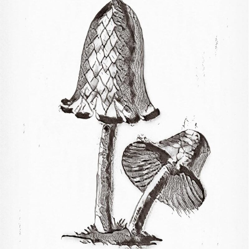 Trademark Fine Art Canvas Wall Art - Pictufy 'Vintage Inky Cap Edible Mushroom BW Bright' Wall Art for Living Room, Bedroom, or Office Décor