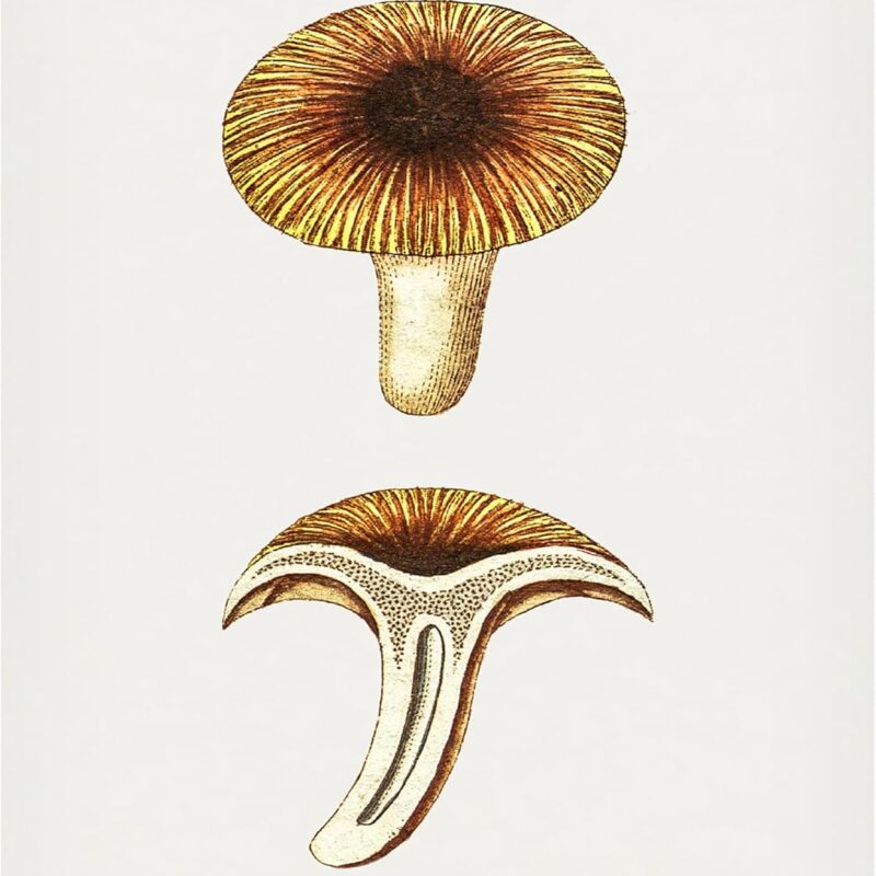 Trademark Fine Art Canvas Wall Art - Pictufy 'Vintage Chanterelles Edible Mushroom' Wall Art for Living Room, Bedroom, or Office Décor