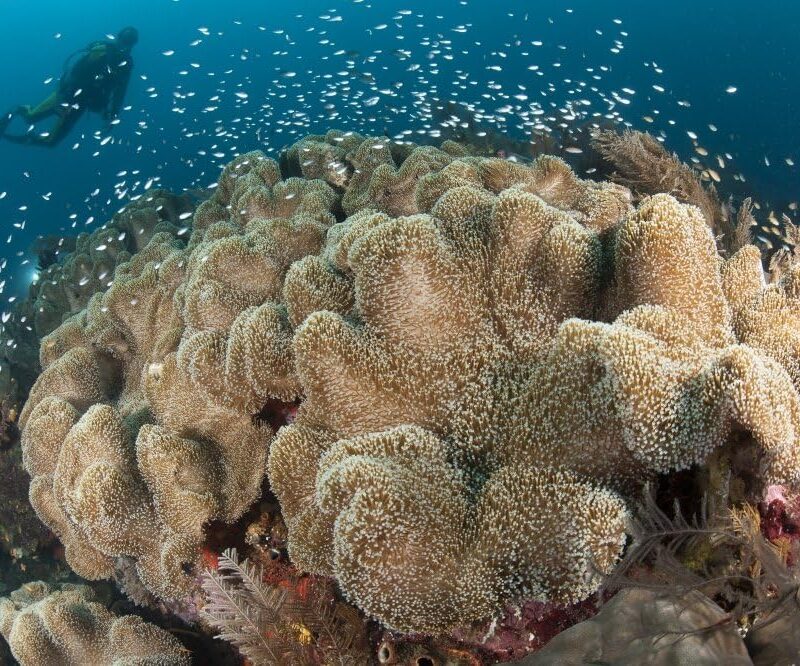 Posterazzi Diver approaching large group of mushroom leather coral Raja Ampat Indonesia Poster Print, (34 x 23)