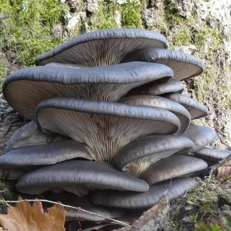 500 Blue Oyster Mushroom Spawn Plugs/Dowels to Inoculate Logs or Stumps to Grow Gourmet and Medicinal Mushrooms - Grown Your Own Mushrooms for Years to Come