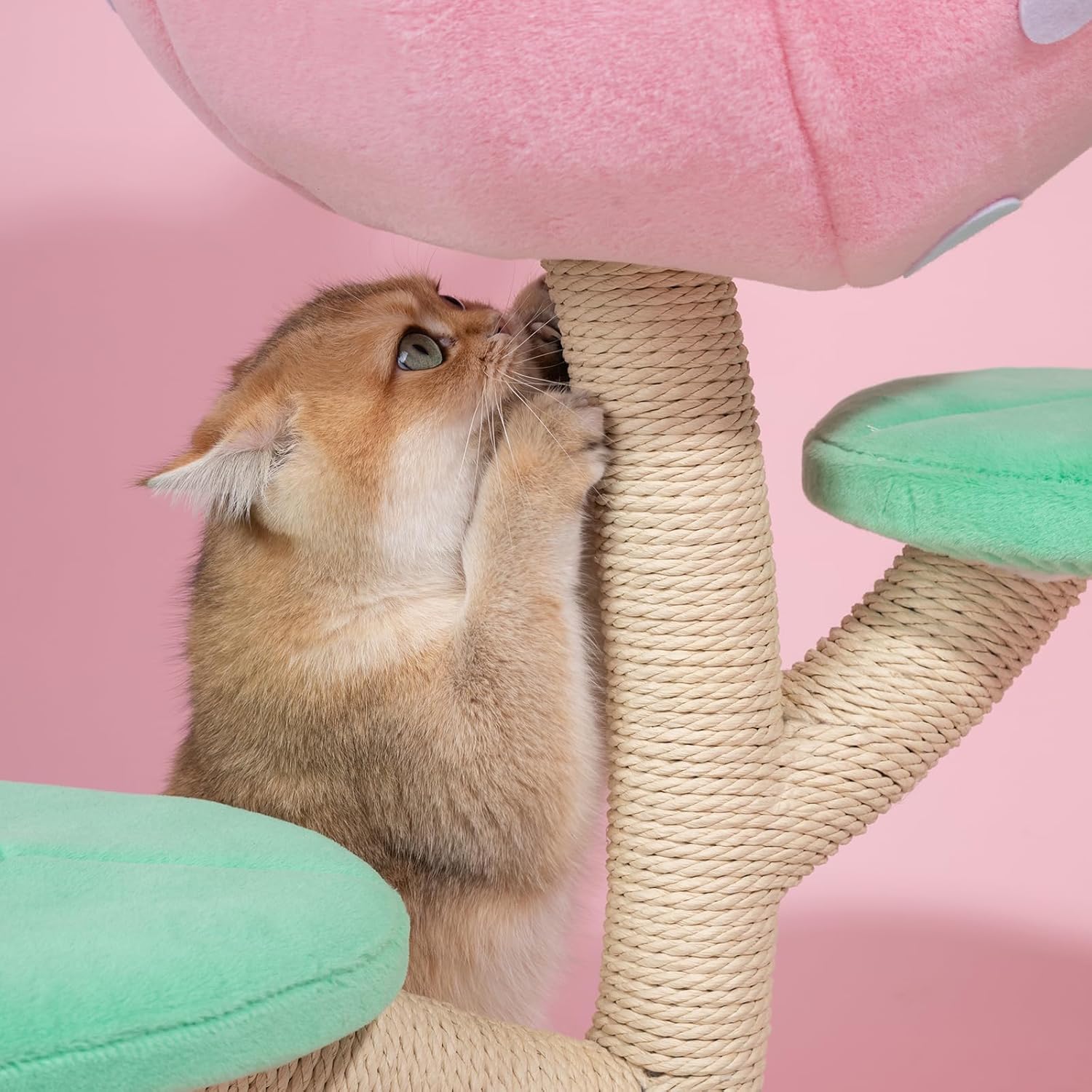 71tHcwcdCZL._AC_SL1500_.jpg Happy&Polly Piranha Flower Cat Tree - 31.5 inch Monster World Cat Tree with Cozy Carnivore Cove, Multiple Platform and Sisal-Wrapped Trunk - Image 5
