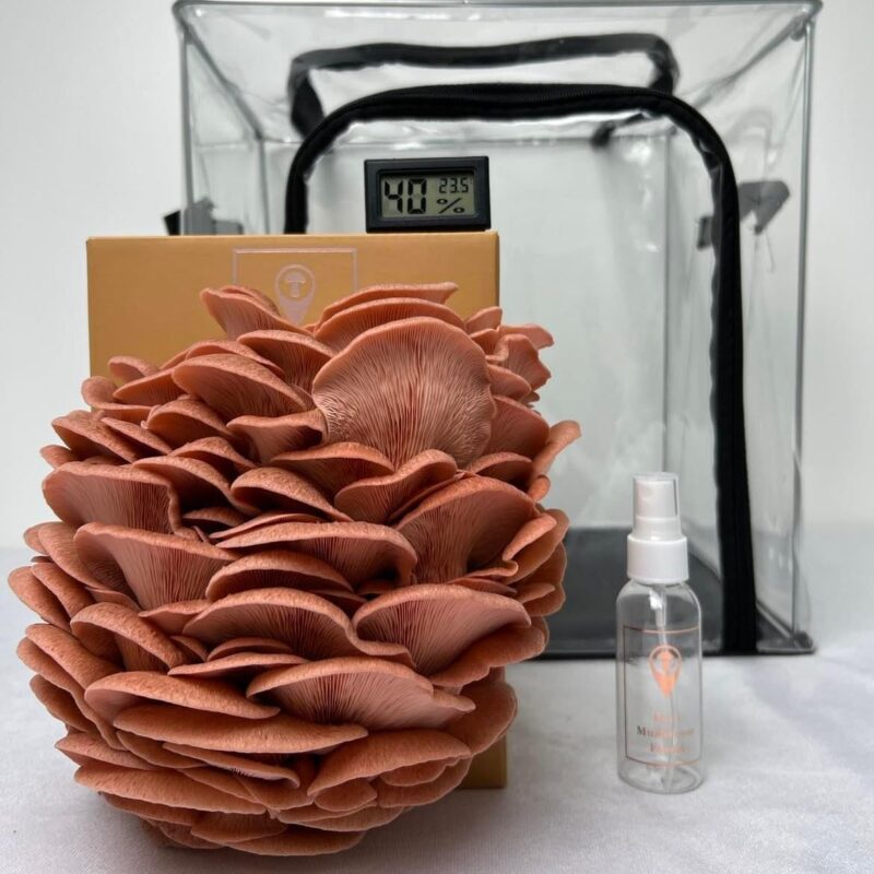 Pink Oyster Mushroom Complete Grow Kit Bundle | Collapsible Grow Tent, Hygrometer and Spray Bottle + One Guaranteed to Fruit Grow Kit