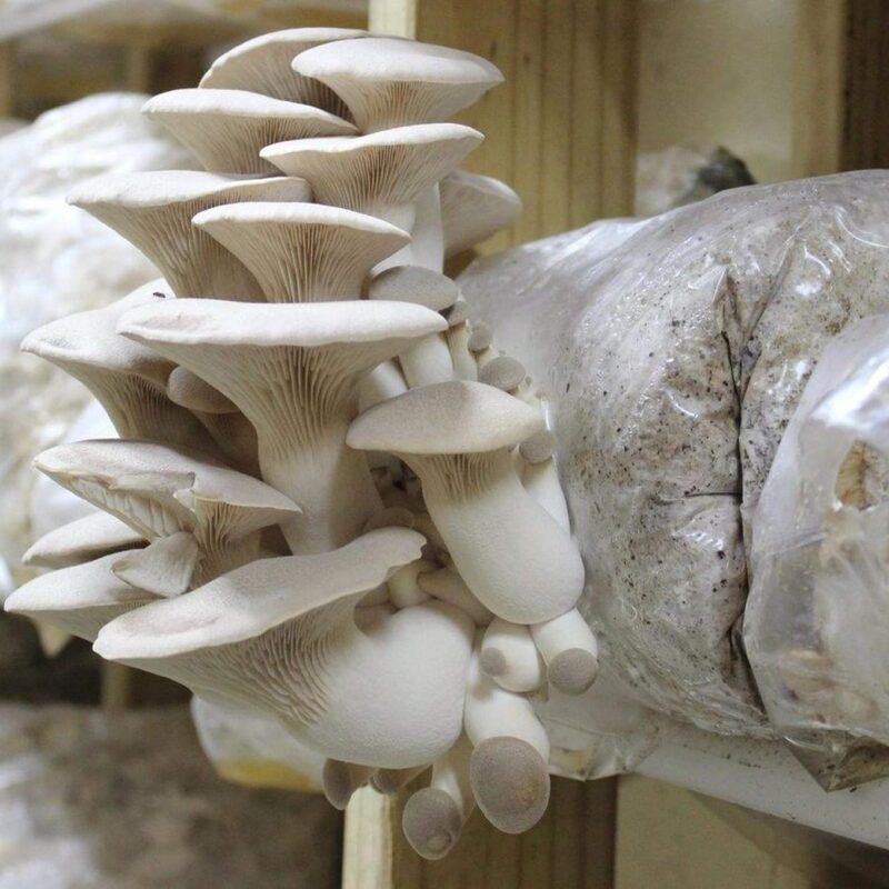 500 King Oyster Mushroom Spawn Plugs/Dowels to Inoculate Logs or Stumps to Grow Gourmet and Medicinal Mushrooms - Grown Your Own Mushrooms for Years to Come