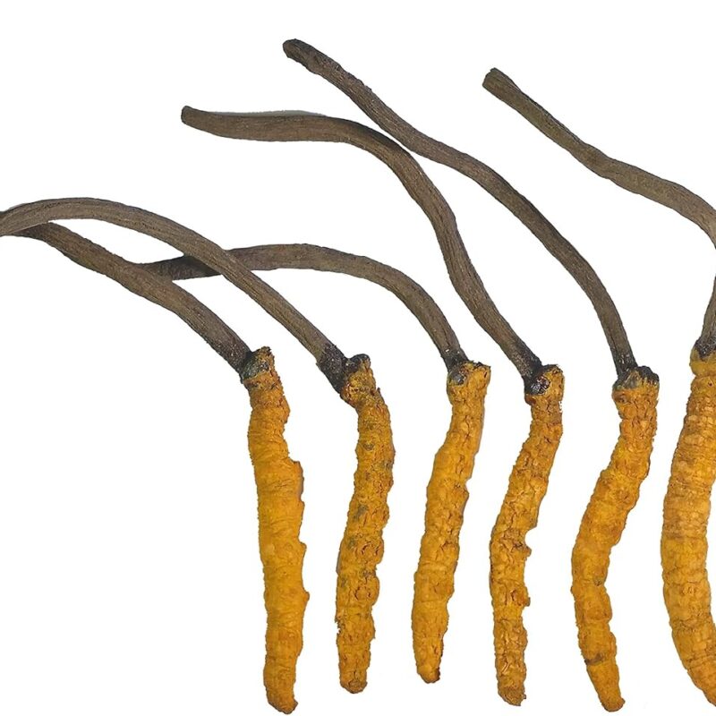 Wild Cordyceps, Whole Himalyan Cordyceps Sinensis Mushroom, Genuine and Very Rare, High Grade, Boost Energy, Reduce Stress for Men and Women, 3 Grams