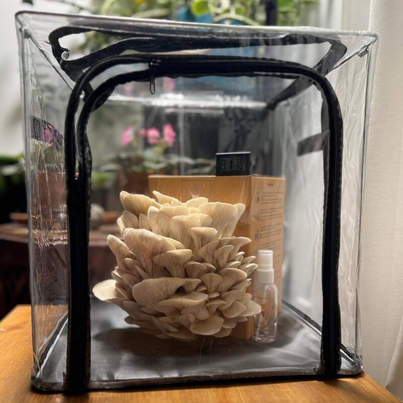 Blue Oyster Mushroom Complete Grow Kit Bundle | Collapsible Grow Tent, Hygrometer and Spray Bottle + One Guaranteed to Fruit Grow Kit