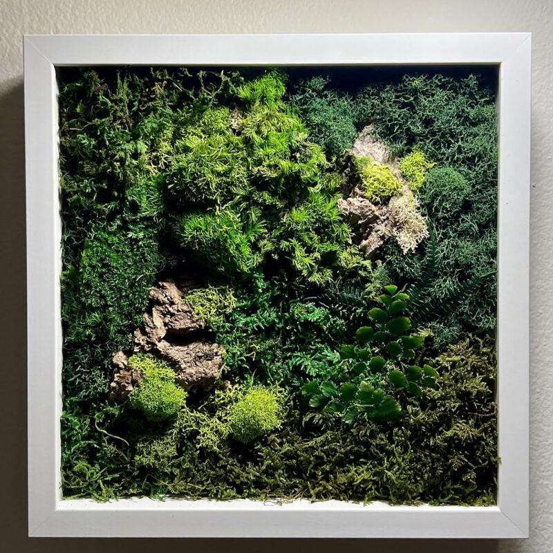 Unique Moss Wall Art - Preserved Moss Art - Green Wall - Botanical Moss Garden - Mushrooms, Tree bark Arrangement - Home Decor - Office Decor (10.5" x 10.5", Black)