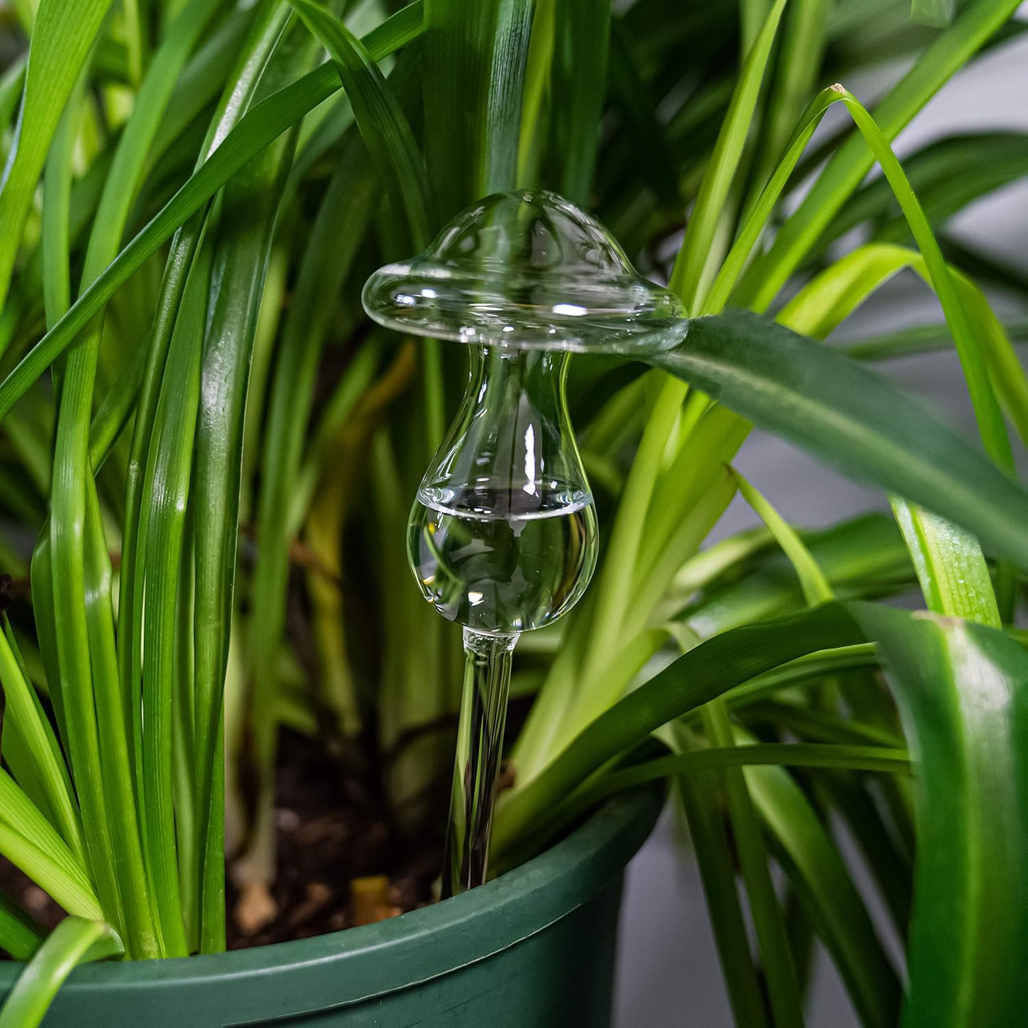 91blNeefBDL._AC_SL1500_.jpg Kingbuy 4 Mushroom Watering Globes and 4 Bird Shape Glass Plant Watering Bulbs for Plants - Image 4