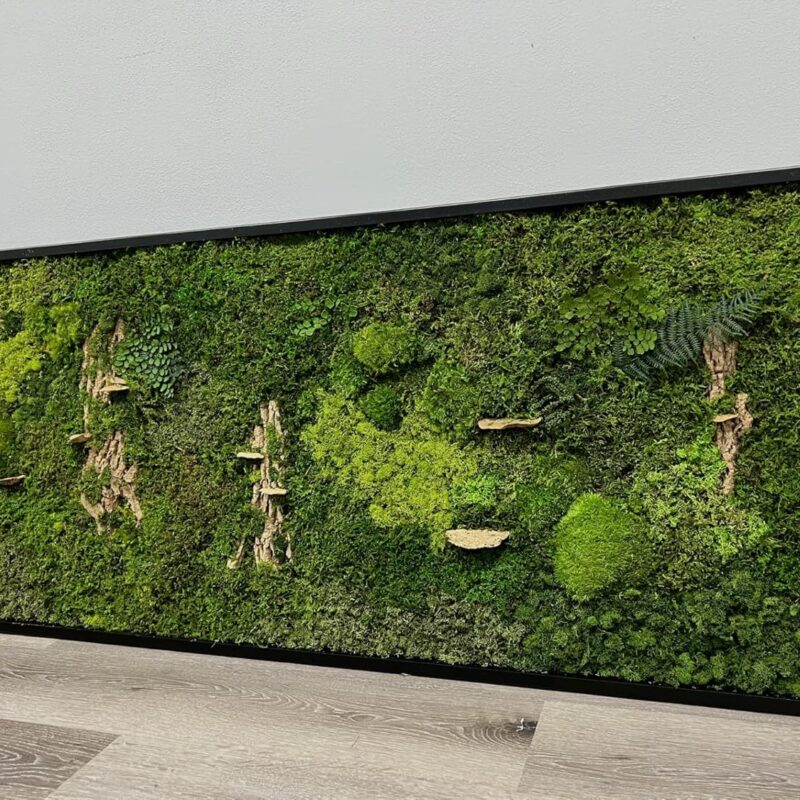 Unique Moss Wall Art - Preserved Moss Art - Green Wall - Botanical Moss Garden - Mushrooms Arrangement - Home Decor - Office Decor (31" x 14.5" White)