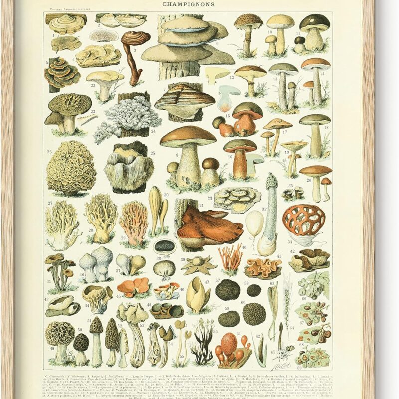 HAUS AND HUES Vintage Mushroom Posters - Mushroom Wall Art, Adolphe Millot Poster & Mushroom Poster Vintage Mushroom Print, Botany Poster Cottagecore Poster Vintage Plant Poster (Beige Frame, 16x20)