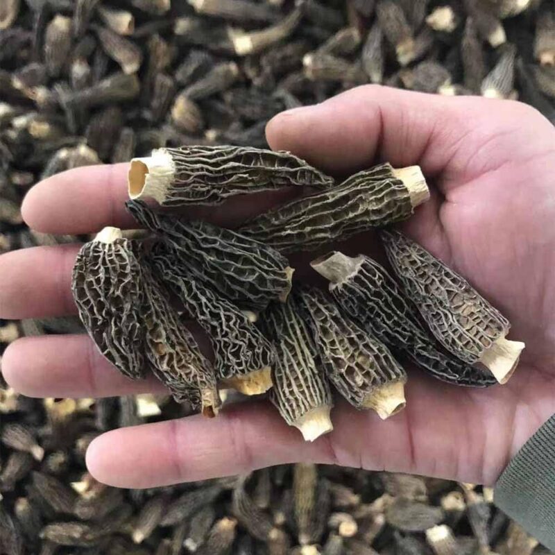 Dried Dehydrated Morel Mushrooms Morchella Conica 羊肚菌 Free airmail (200 grams (around 230 pieces))