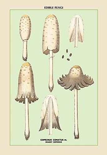 Edible Fungi: Shaggy Coprinus Fine Art Canvas Print (20"x30")