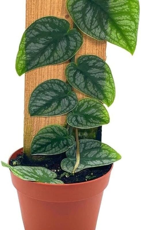 BubbleBlooms Monstera Dubia Rare Monstera, Shingle Plant, Grown on Wood in 4 inch Pot