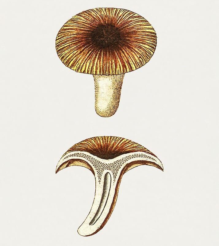 Vintage Chanterelles Edible Mushroom Poster Print - Pictufy (24 x 36)