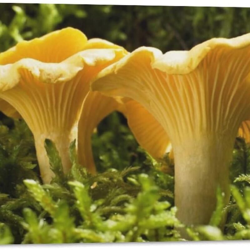 Yellow Girolle Mycelium Mushroom Chanterelles Canvas Poster Bedroom Decor Sports Landscape Office Room Decor Gift,Canvas Poster Wall Art Decor Print Picture Paintings for Living Room Bedroom Decorati