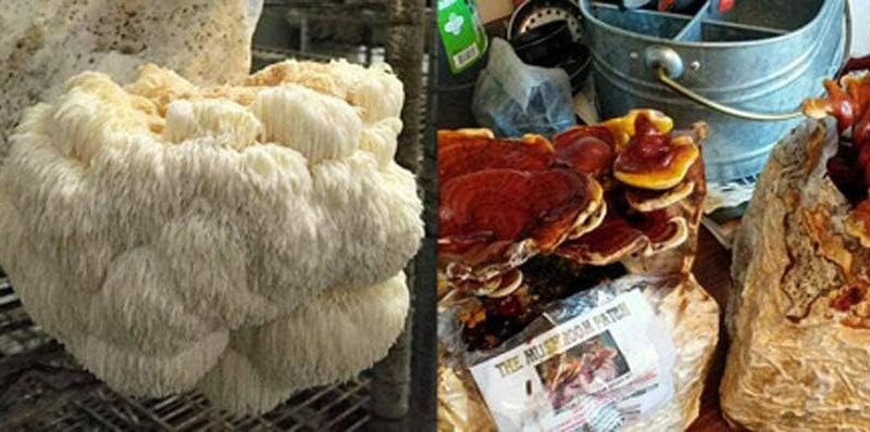 Reishi & Lion’s Mane Indoor Growing Kits Combo!