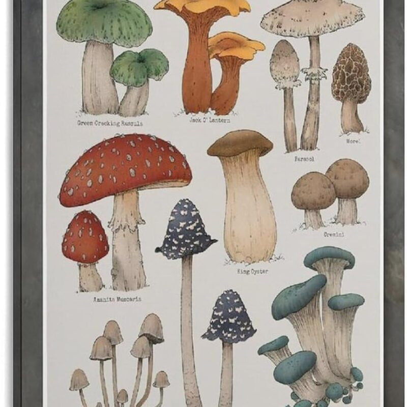 GAUSKY Single Hanging Picture The Mushroom Science Popularization Poster, Is Ideal for Nature - Lovers' Rooms. It Educates While Adding A Touch of Natural Beauty. Mural Posters Suitable for Decorating