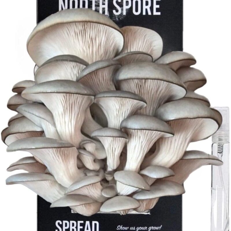 North Spore Organic 3-Pack Oyster Mushroom Spray & Grow Kit Variety Bundle | USDA Certified Organic, Non-GMO, Beginner Friendly & Easy to Use | Grow Your Mushrooms at Home | Handmade in Maine, USA
