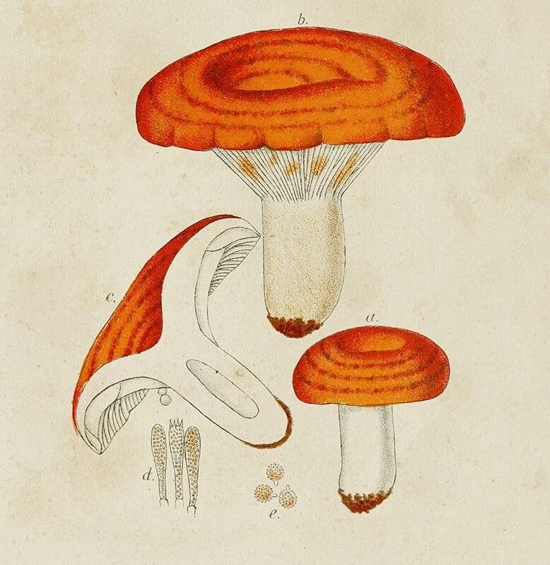 Mushroom Varieties IX Poster Print - Unknown (18 x 24)