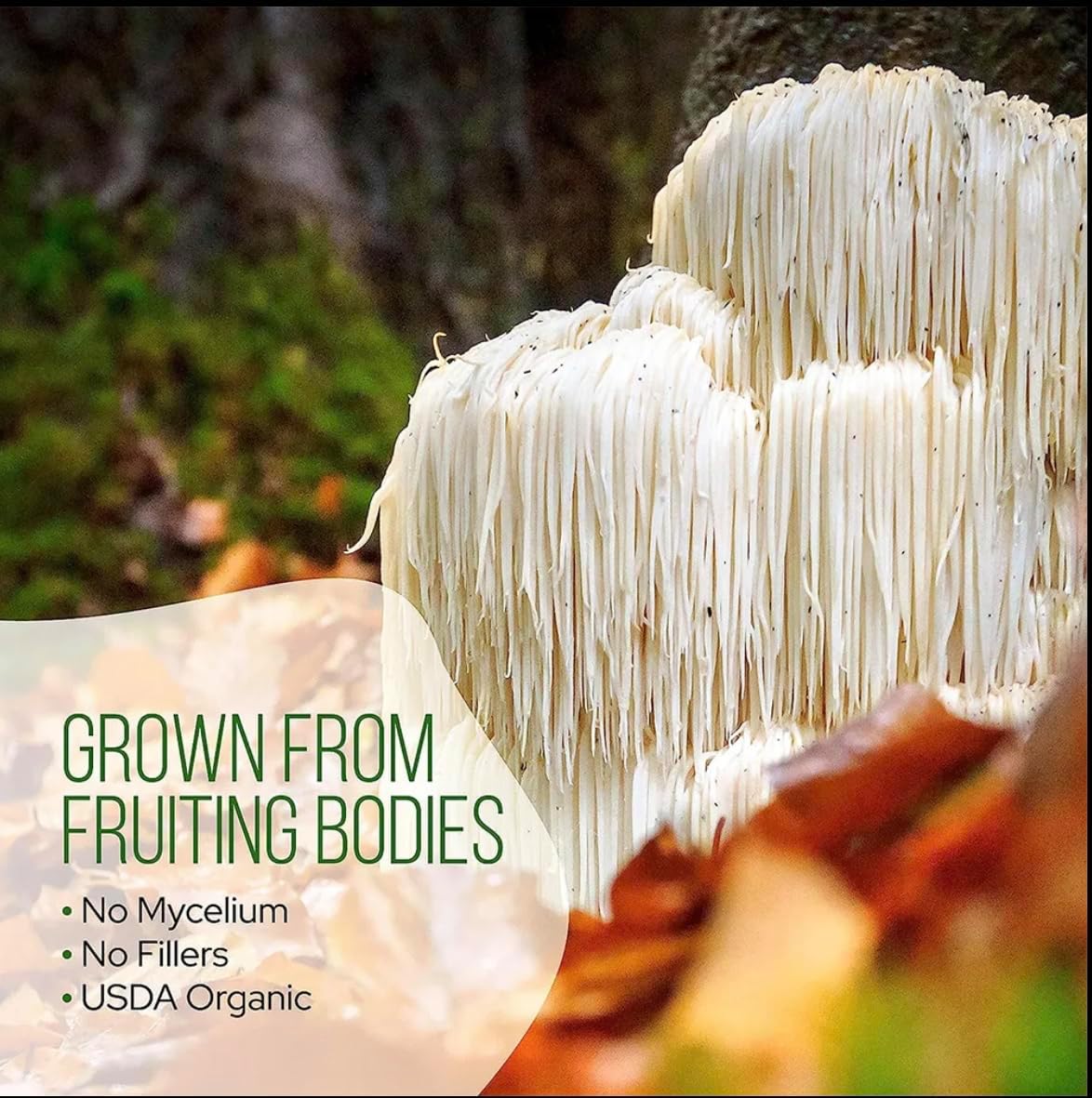71jQ3GQilL._AC_SL1181_.jpg Mushroom Matcha - Ashwagandha Collagen powder Matcha Ceremonial grade 6A Organic Lions Mane Cordyceps & Reishi Adaptogens supplements Functional Mushrooms (100% Natural) Large 8.4oz - Image 6