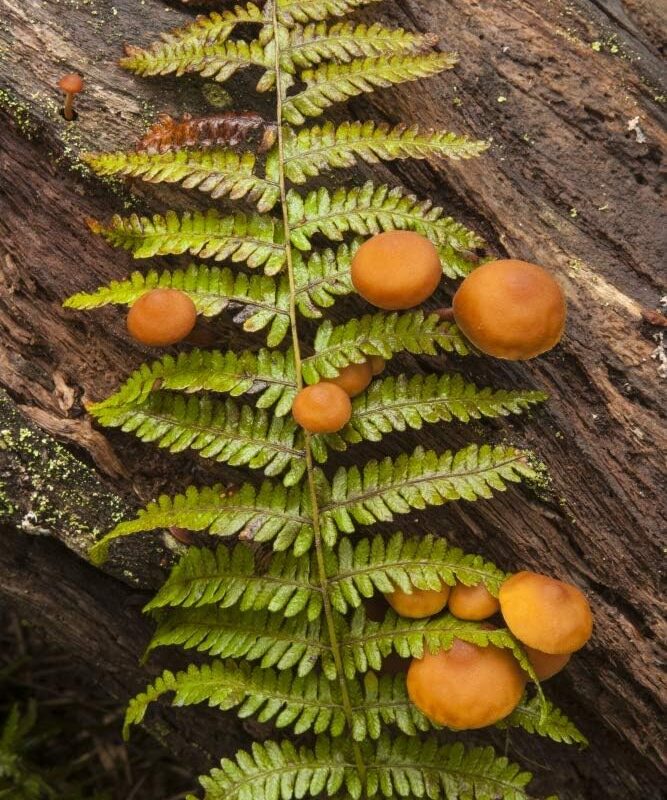 713BQDA8oL._AC_SL1000_.jpg Posterazzi DPI12328128LARGE Mushrooms Growing On A Log with A Fern Branch Nova Scotia, Canada Photo Print, 24 x 38, Multi