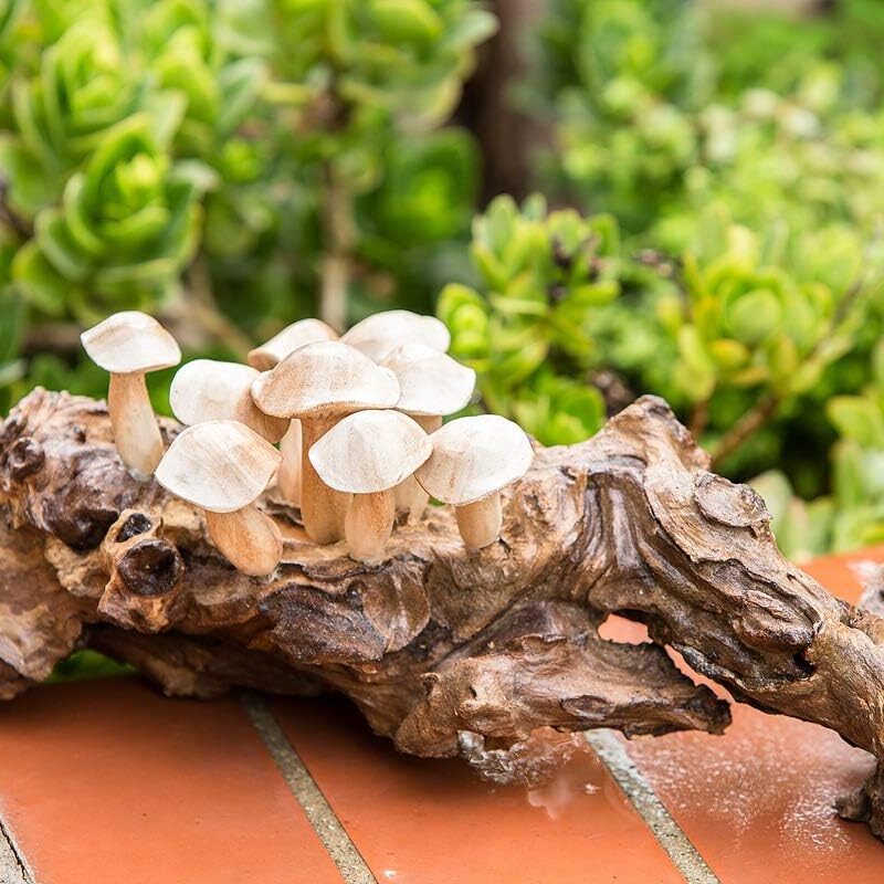 Garden Age Supply Hand Made Mushrooms On Teak, Home Décor, Fancy Décor
