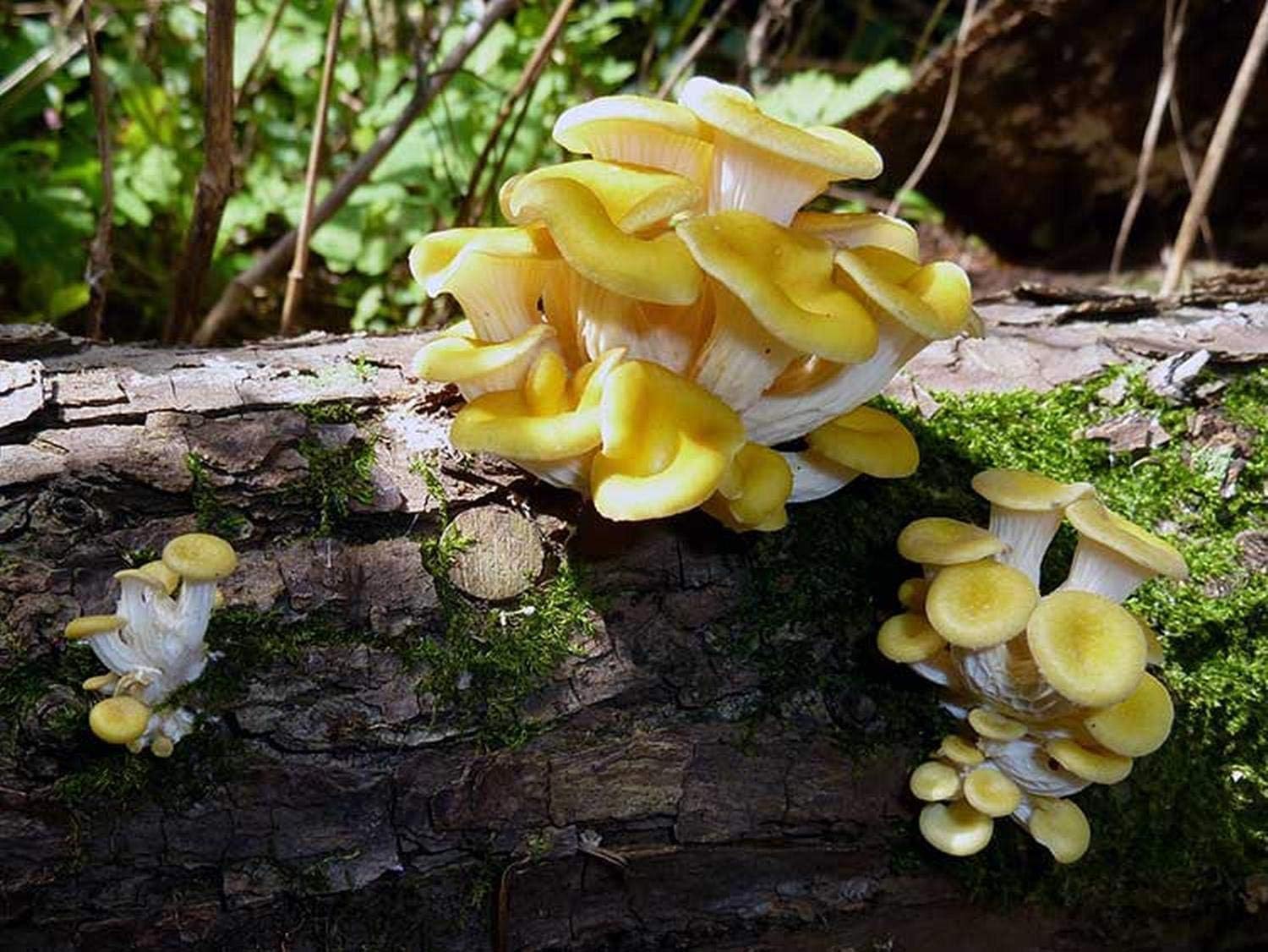 71CafDrXH4L._AC_SL1500_.jpg 500 Golden Oyster Mushroom Spawn Plugs/Dowels to Inoculate Logs or Stumps to Grow Gourmet and Medicinal Mushrooms - Grown Your Own Mushrooms for Years to Come - Image 2