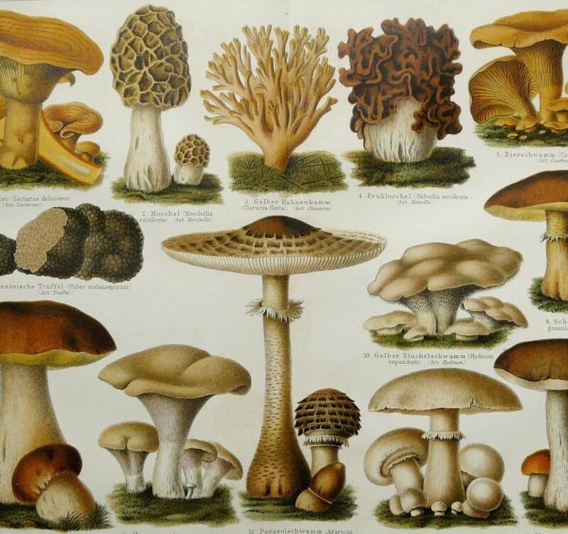 Edible Mushrooms Poster Print by Science Source (36 x 24)