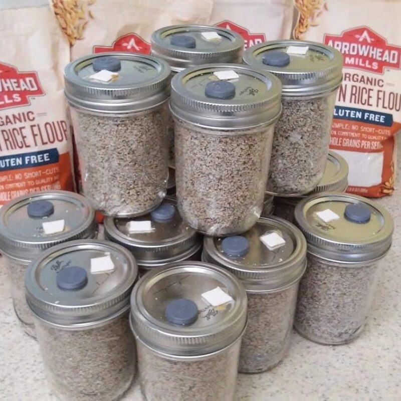 Brown Rice Flour&vermiculite Mushroom Substrate 12 Jars (1/2 Pint Jar) Growing Kit