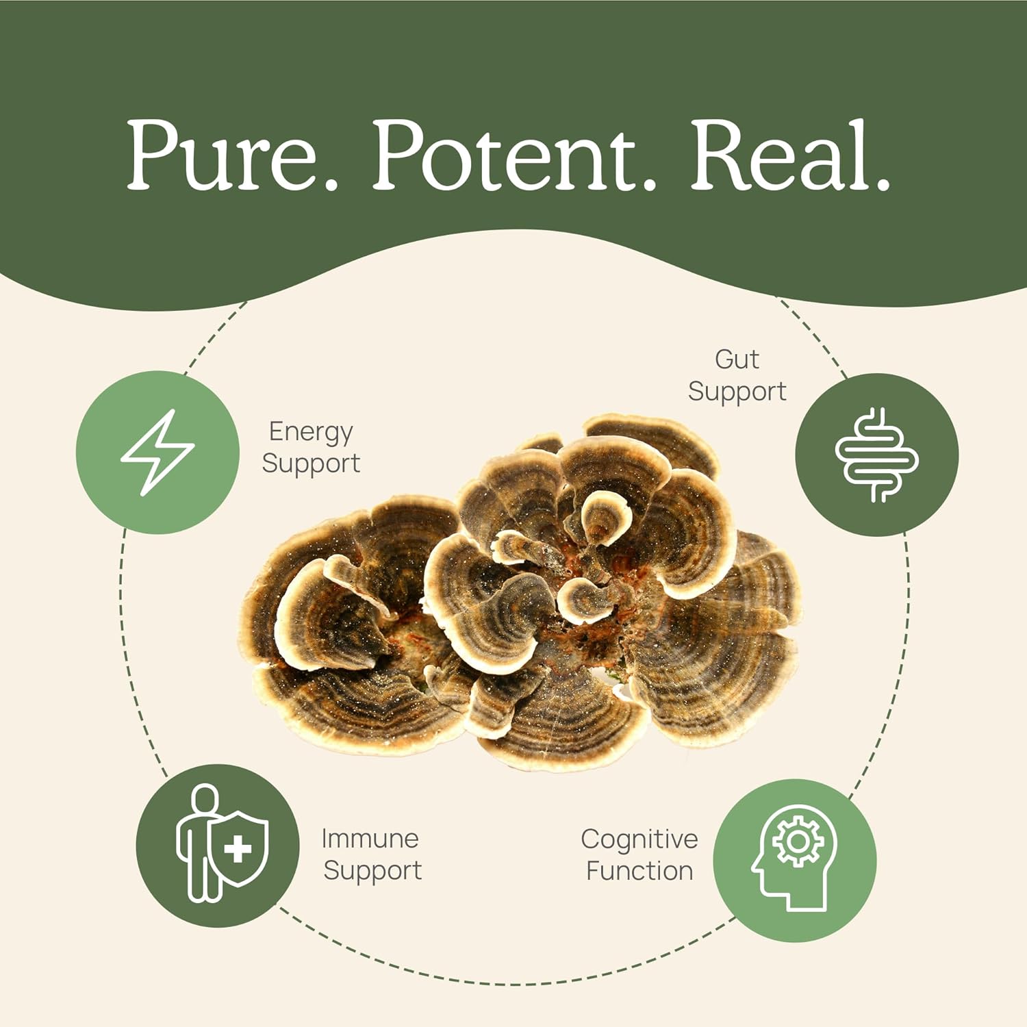 71VWBohv9RL._AC_SL1500_.jpg Real Mushrooms Turkey Tail Powder for Humans (45 Servings) & Turkey Tail for Pets (90ct) - Powder & Capsules Bundle for Immune Support - Vegan, Non-GMO, Grain-Free, Gluten-Free - Image 4