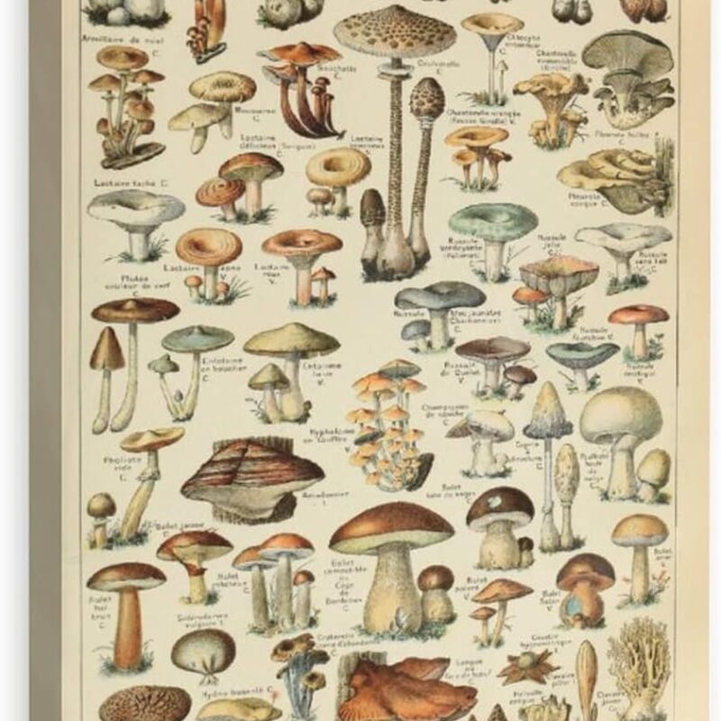 ENBIDAVI Vintage Mushrooms Poster Different Mushroom Species Identification Reference By Adolphe Millot Antiqued Wall Decor for Bedroom Living Room Classroom Framed 16x24 Inches