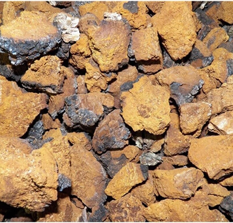 Dried Ground USA Chaga Mushrooms 16 ounce (1 LB)