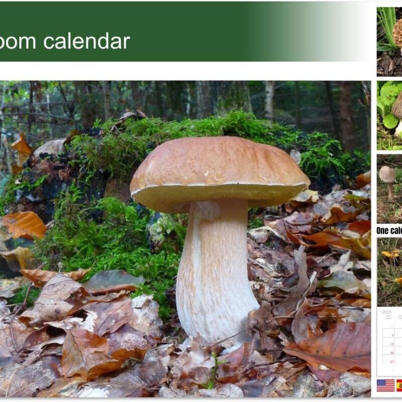 Mushroom calendar (Monthly Wall Calendar 2025 16.5" x 23.4" (open)), CALVENDO 14 Month Calendar
