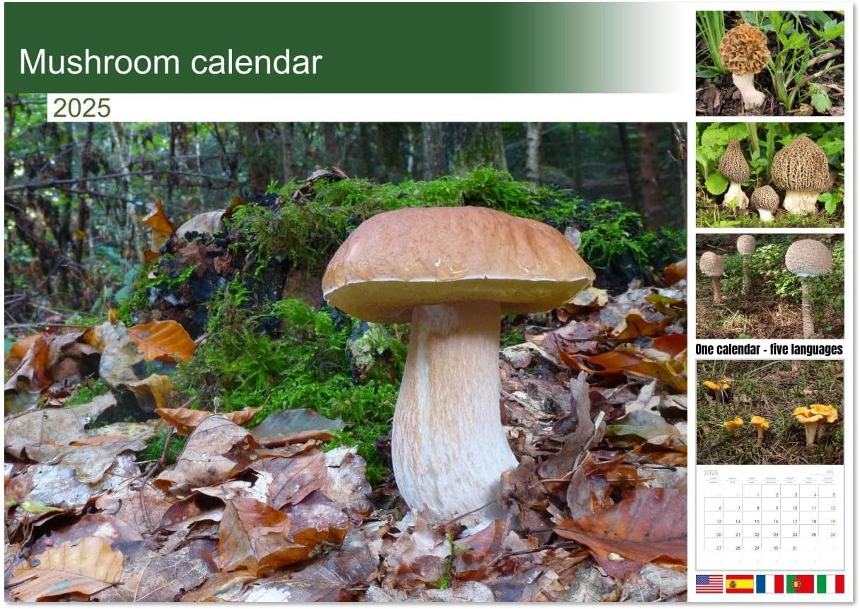 71jLPSG2sfL._AC_SL1260_.jpg Mushroom calendar (Monthly Wall Calendar 2025 16.5" x 23.4" (open)), CALVENDO 14 Month Calendar