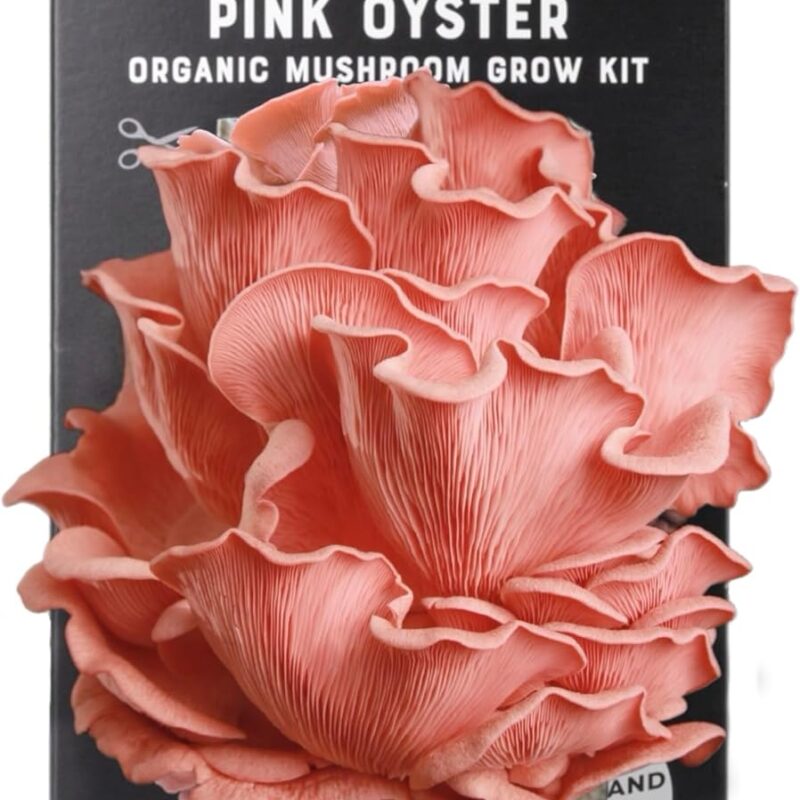 North Spore Organic Pink Oyster Mushroom Spray & Grow Kit (4 lbs) | USDA-Certified Organic, Non-GMO, Beginner-Friendly & Easy to Use | Handmade in Maine, USA