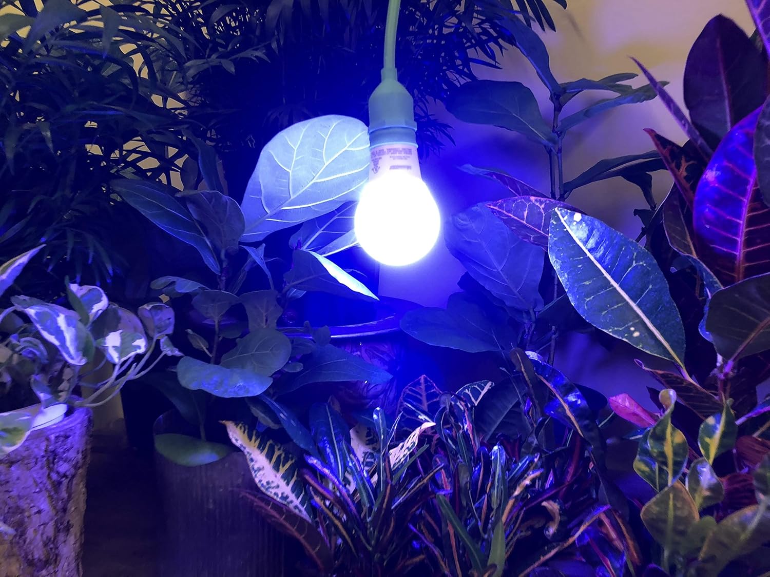 8104EeSB9L._AC_SL1500_.jpg Miracle LED Shroom Indoor Grow 6-Foot Single Socket Corded Lighting Fixture for Growing Oyster, Shiitake, Lions Mane Mushrooms ect. (3-Pack) - Image 3