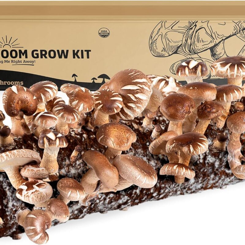 Back to the Roots Organic Shiitake Mushroom Kit; Great Gift; Easy for Beginners, For Indoor Growing (Start Growing Right Away)