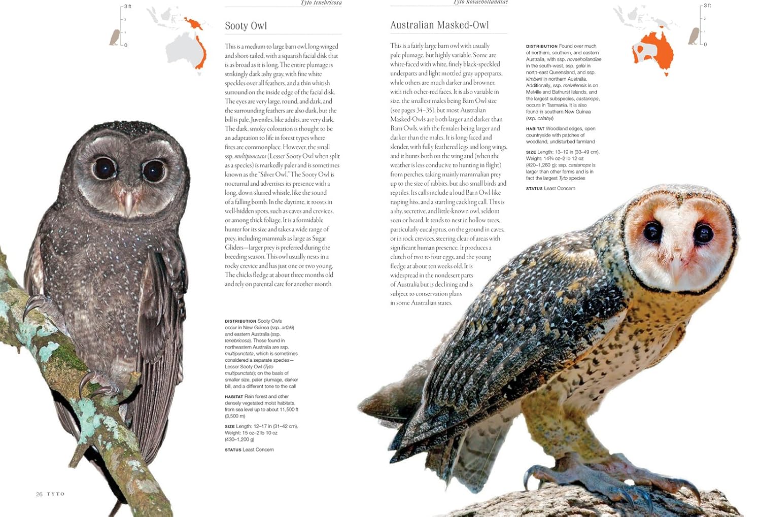 81ApSVBra5L._SL1500_.jpg Owls: A Guide to Every Species in the World - Image 4