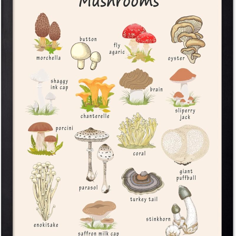 Poster Master Mushroom Poster - Botanical Print - Learning Materials Art - Educational Art - Plant Art - Gift for Students & Teacher - Decor for Classroom, Library or Nursery, 16x20 Black Framed