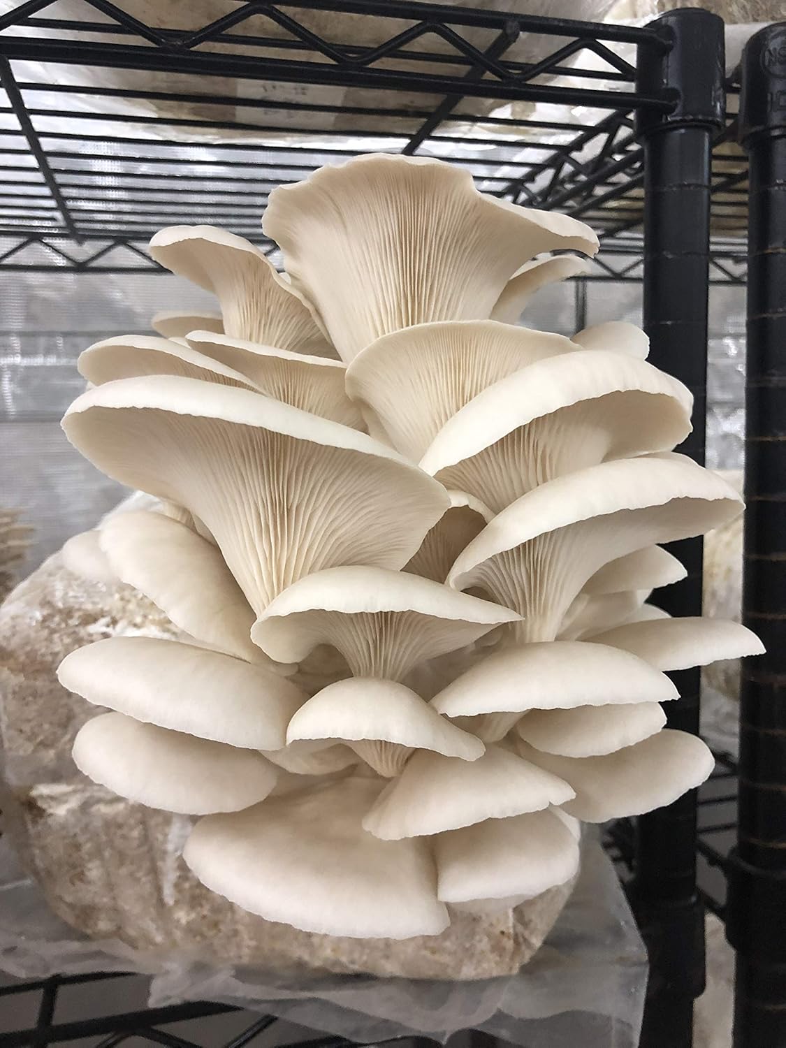 81bLgwHTW9L._SL1500_.jpg Fast Fruiting Pellets, aka Masters Mix (50% Oak and 50% Soy) - Ideal and Fast-Growing Substrate for Mushroom Cultivation, Oyster Mushrooms, Shiitake, and More (120, Pounds) - Image 3