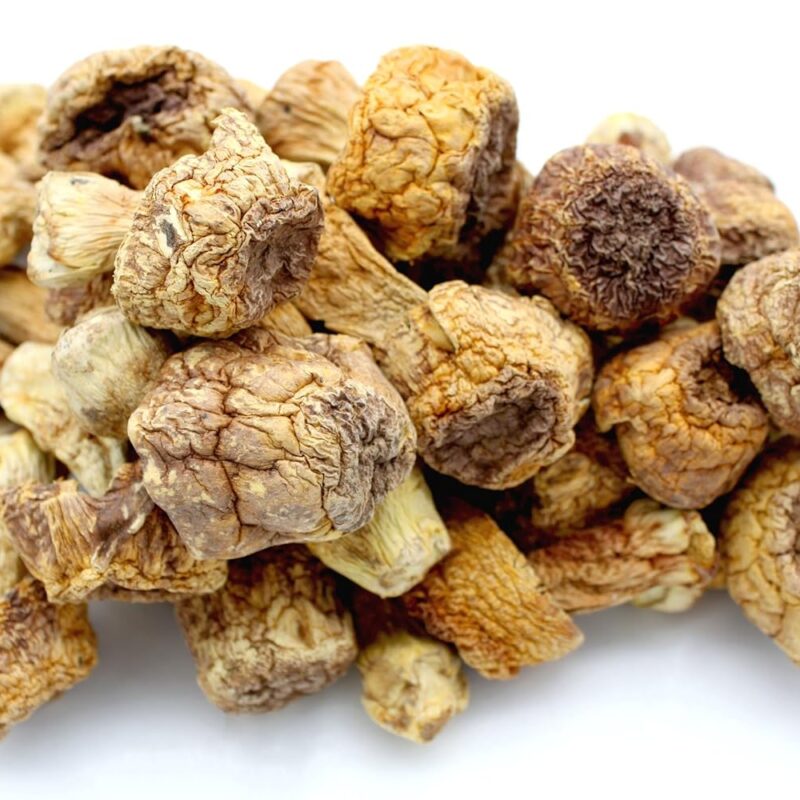 Dried Dehydrated Agaricus blazei Blaze mushroom Jisongrong Almond mushroom 姬松茸 Free airmail (1000 grams (2.2 LB))