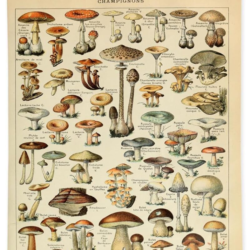 Vintage Banners Mushroom Poster Vintage Botanical Print - Adolphe Millot Champagnon Canvas Wall Art with Included Magnetic Frame - Room Decoration for Living Room Bedroom Dining Room Office Decor